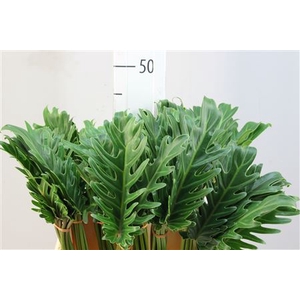 Philodendron Xanadu 45