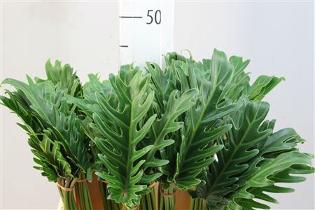 Philodendron Xanadu 45