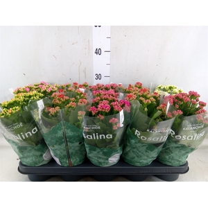 Kalanchoe blos. 'Rosalina'  ..mix 5