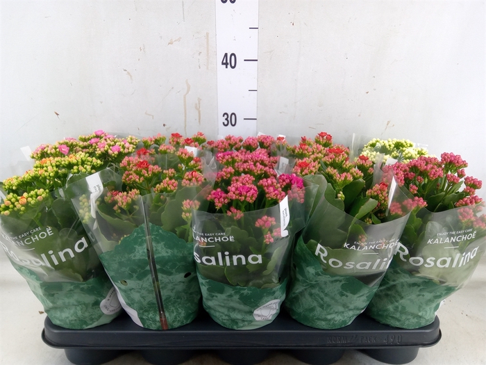 <h4>Kalanchoe blos. 'Rosalina'  ..mix 5</h4>