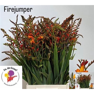 Crocos Firejumper