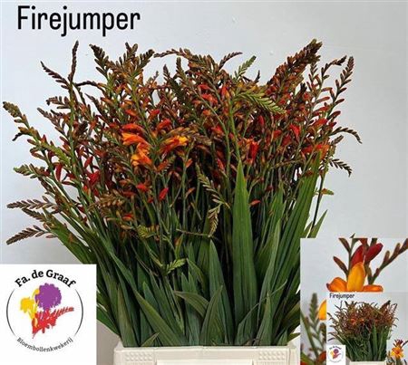 <h4>Crocos Firejumper</h4>