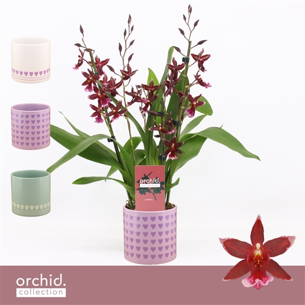 <h4>Barrocco Red, 3/4-spike in Horizon Love 'Orchid Collection'</h4>