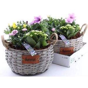 ARR TUINPLANTEN