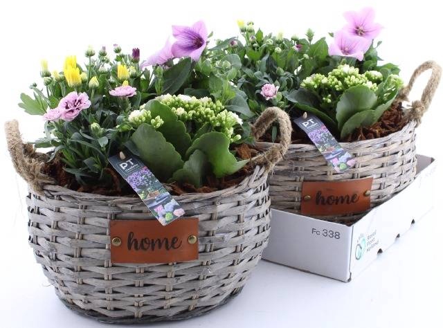 <h4>ARR TUINPLANTEN</h4>