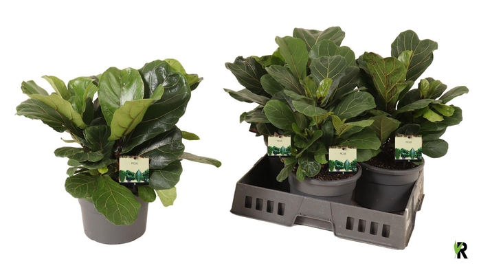 <h4>FICUS LYRATA</h4>