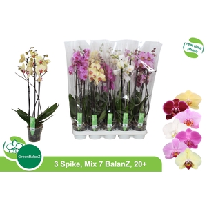 PHAL GEM 7 KL