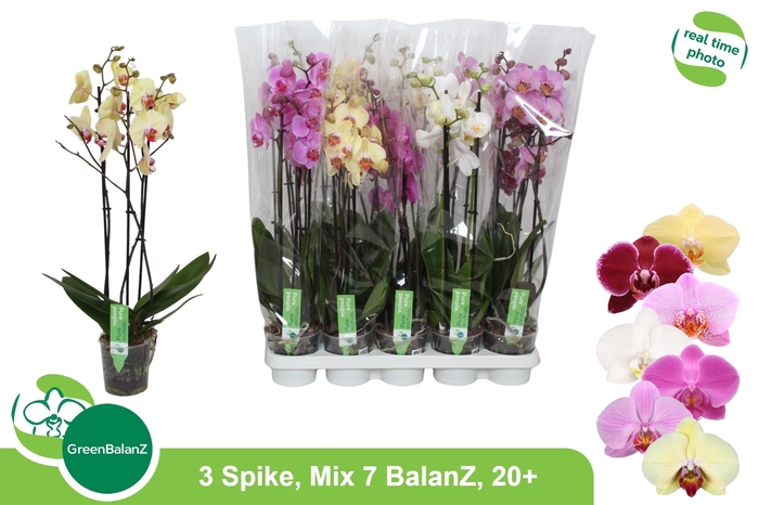 <h4>PHAL GEM 7 KL</h4>