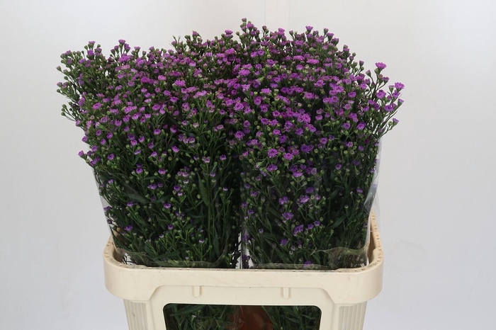 <h4>Aster Baby Pink</h4>