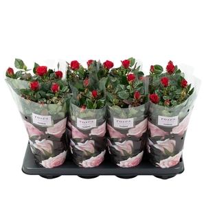Nolina Roses Ø 13 cm Red