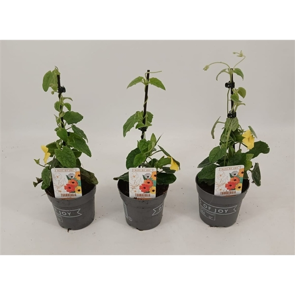 <h4>Thunbergia alata 'Yellow Dark Eye'</h4>