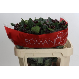 Hypericum Rocky Romance Spray