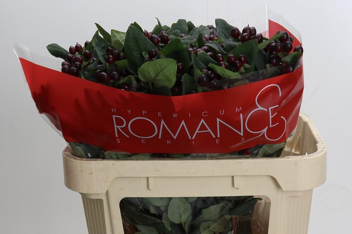 Hypericum Rocky Romance Spray