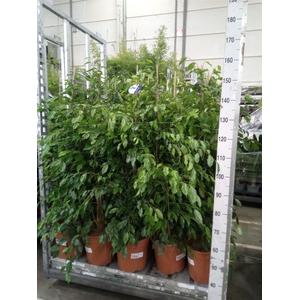 Ficus benja. 'Exotica'