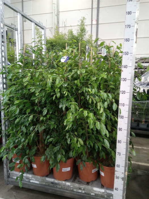 <h4>Ficus benja. 'Exotica'</h4>