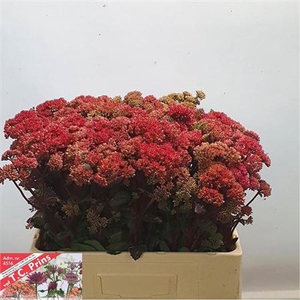 Sedum Magical Lizzy