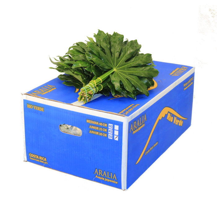 <h4>ARALIA 20 CM RIO VERDE</h4>