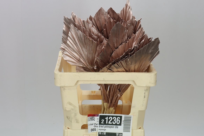Dried Palmspear Champange