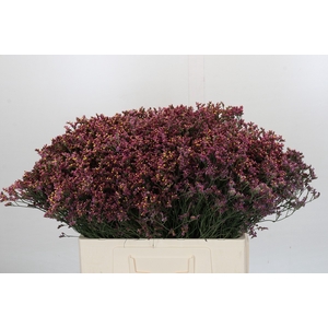 Limonium Sensy Pink Beauty