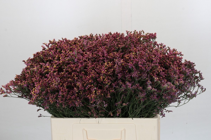 <h4>Limonium Sensy Pink Beauty</h4>