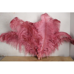 Feather Ostrich 65cm D.pink