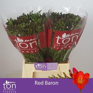 Freesia enk Red Baron