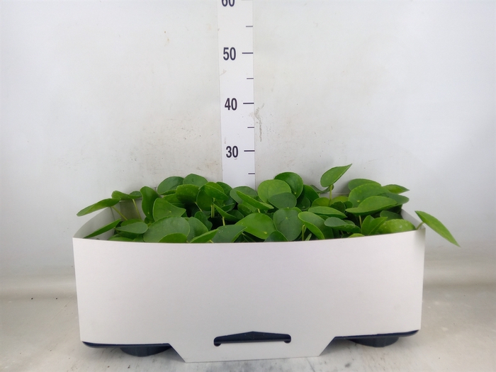 <h4>Pilea peperomioides</h4>