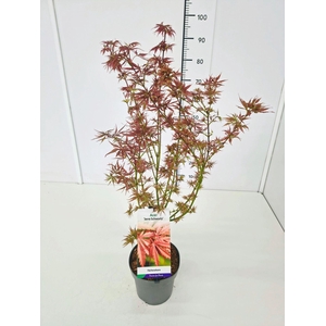 Acer palmatum Jerre Schwartz