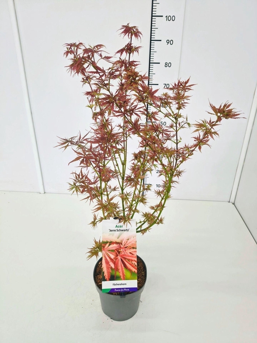 <h4>Acer palmatum Jerre Schwartz</h4>