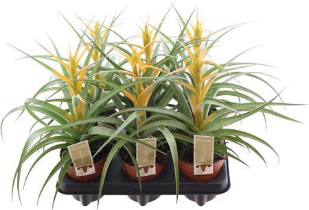 <h4>Till Maya Gold</h4>