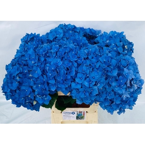 Hydrangea pimpernel