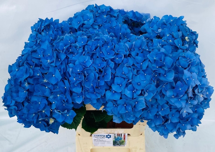 <h4>Hydrangea pimpernel</h4>