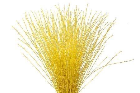 <h4>BETULA BS KLB H%</h4>
