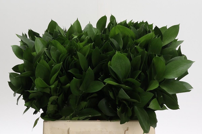 <h4>Ruscus Hypophyllum</h4>