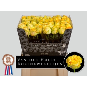 R Gr Lemon Finess Hulst