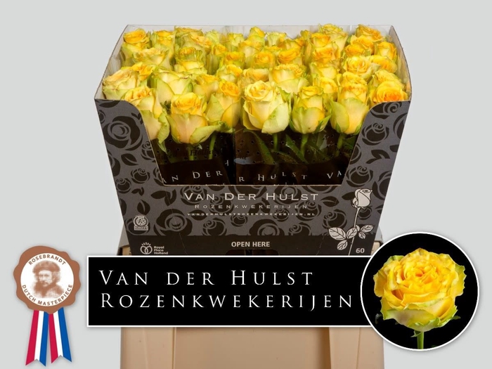 <h4>R Gr Lemon Finess Hulst</h4>