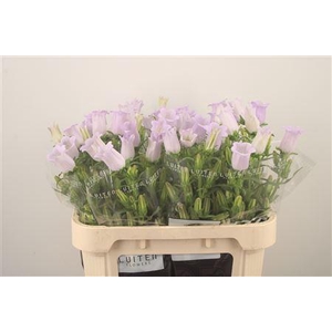 Campanula Med Champ Lavendel