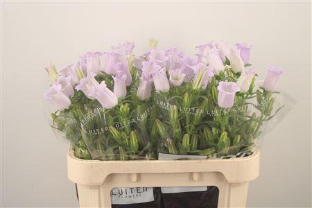 <h4>Campanula Med Champ Lavendel</h4>