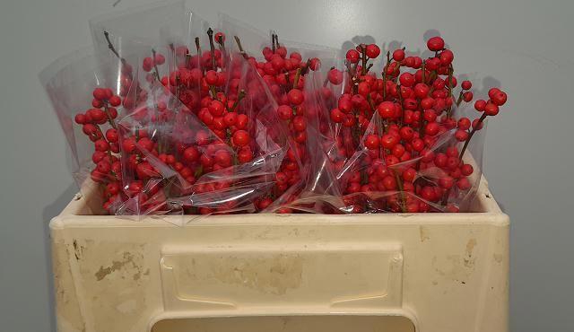 <h4>ILEX VE RODE BES</h4>