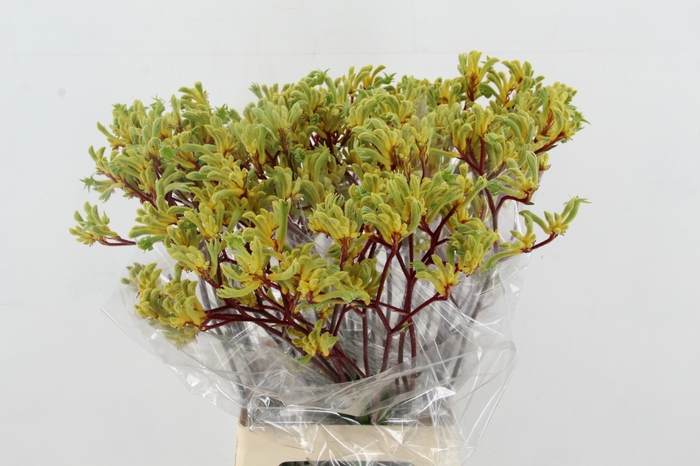 <h4>ANIGOZ EMMA 70CM</h4>