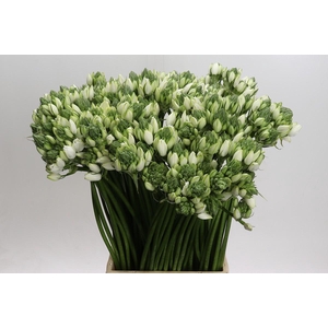 Ornithogalum Pilar
