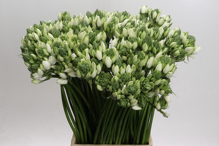 <h4>Ornithogalum Pilar</h4>