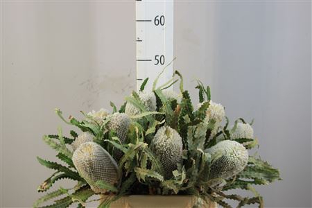 Banksia Hookerana