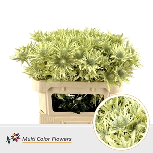 Eryngium Creme