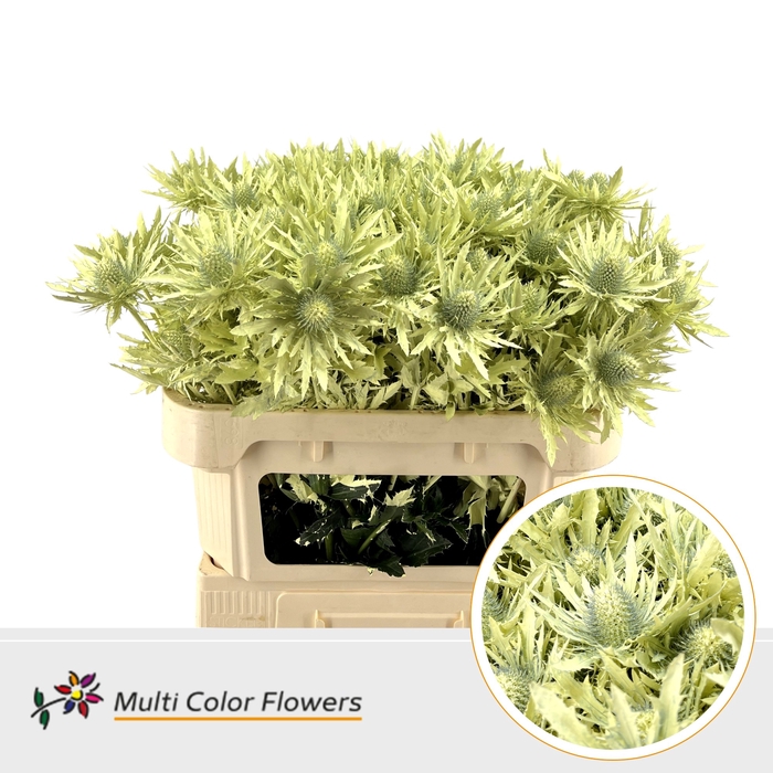 <h4>Eryngium Creme</h4>