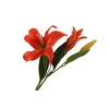 Lilium Orientalis Orange