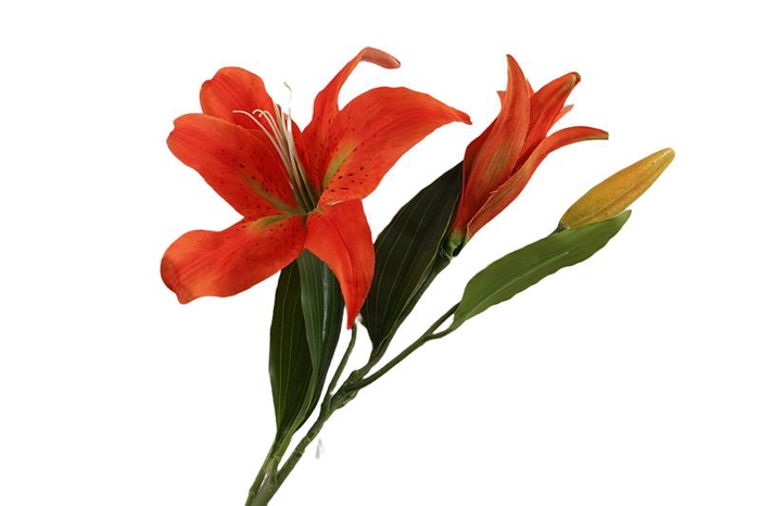 Lilium Orientalis Orange