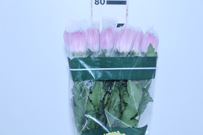 ANASTASIA LILAC 080 CM LILAS