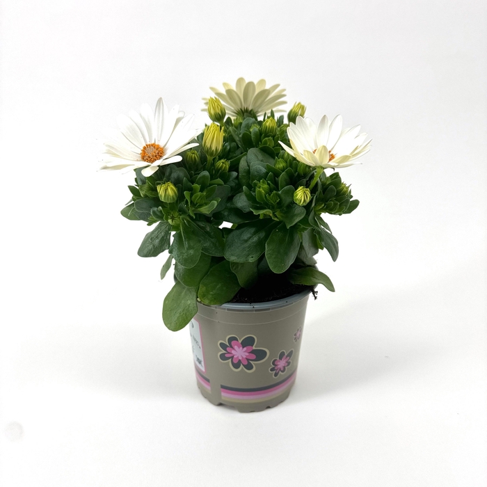 <h4>OSTEO MA CREAM</h4>