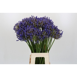Agapanthus FU 'Atlantic Ocean'